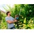 Электроножницы Gardena ComfortCut 550/50 в Волжском