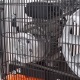 Компрессор поршневой Patriot Remeza СБ 4/С-100 LB 30 A в Волжском
